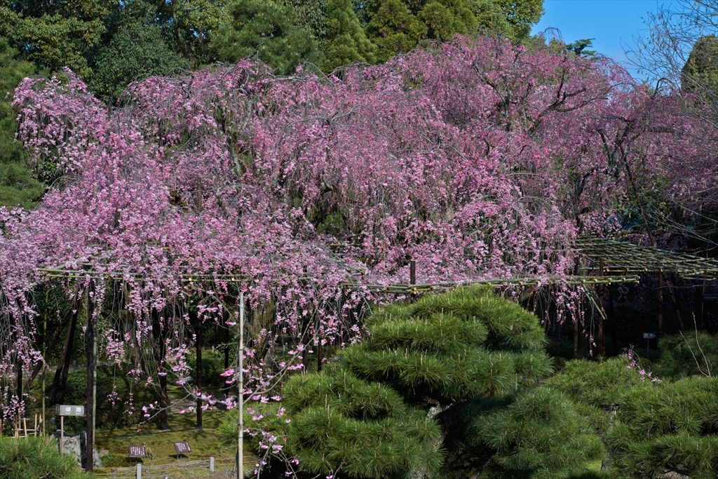 平安神宮　枝垂れ桜