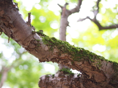 紫陽花寺その10