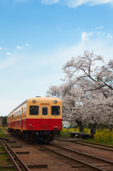 SAKURA train