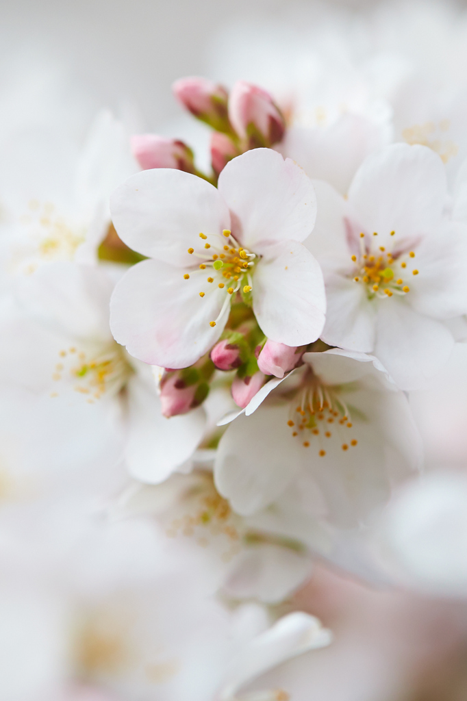 2014桜　第一弾その6