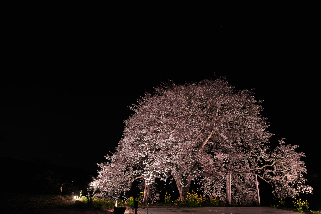 静闇桜