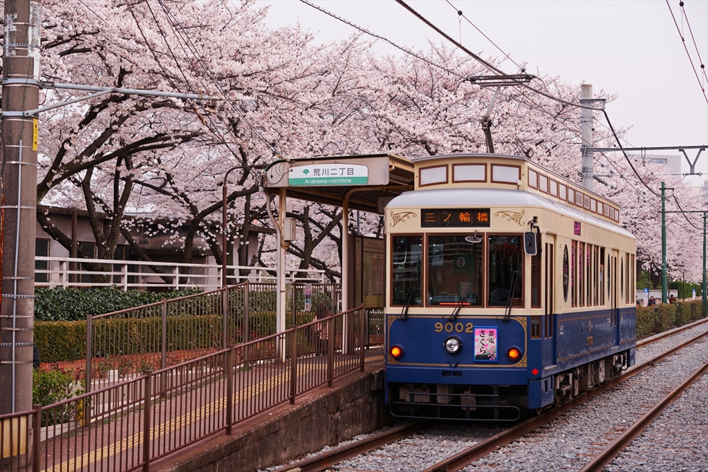 桜と電車