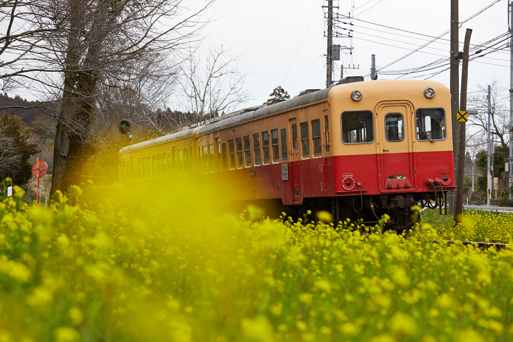 菜の花電車