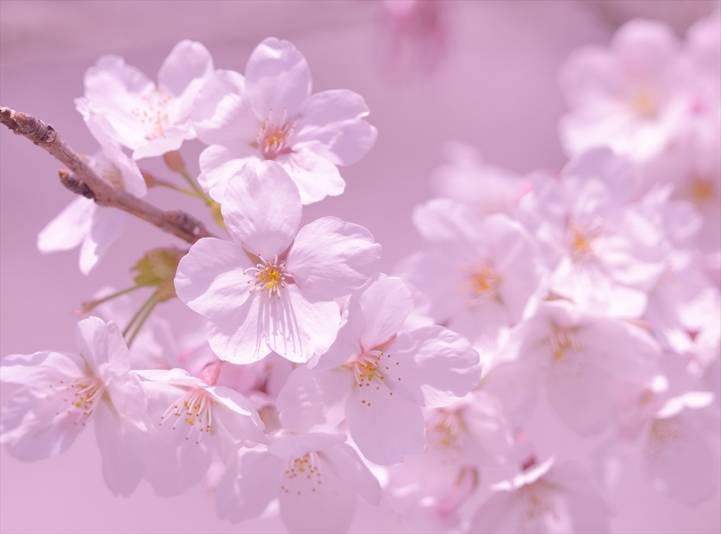 pink pink!