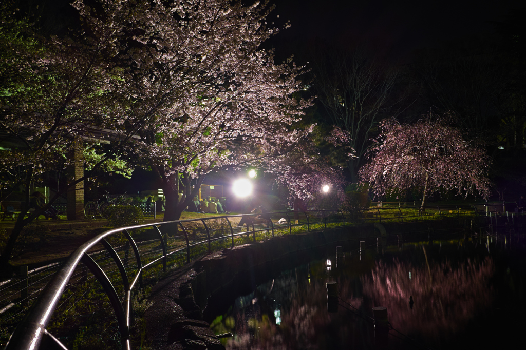 桜精が舞い踊る夜