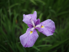 紫陽花寺その7