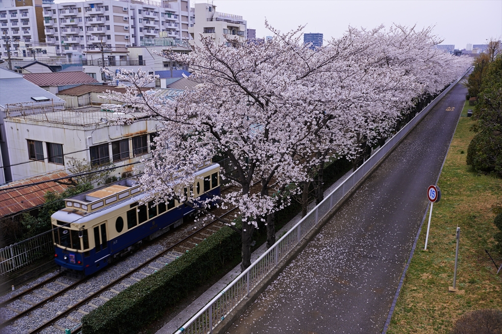 春爛漫