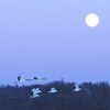 Cranes and full moon