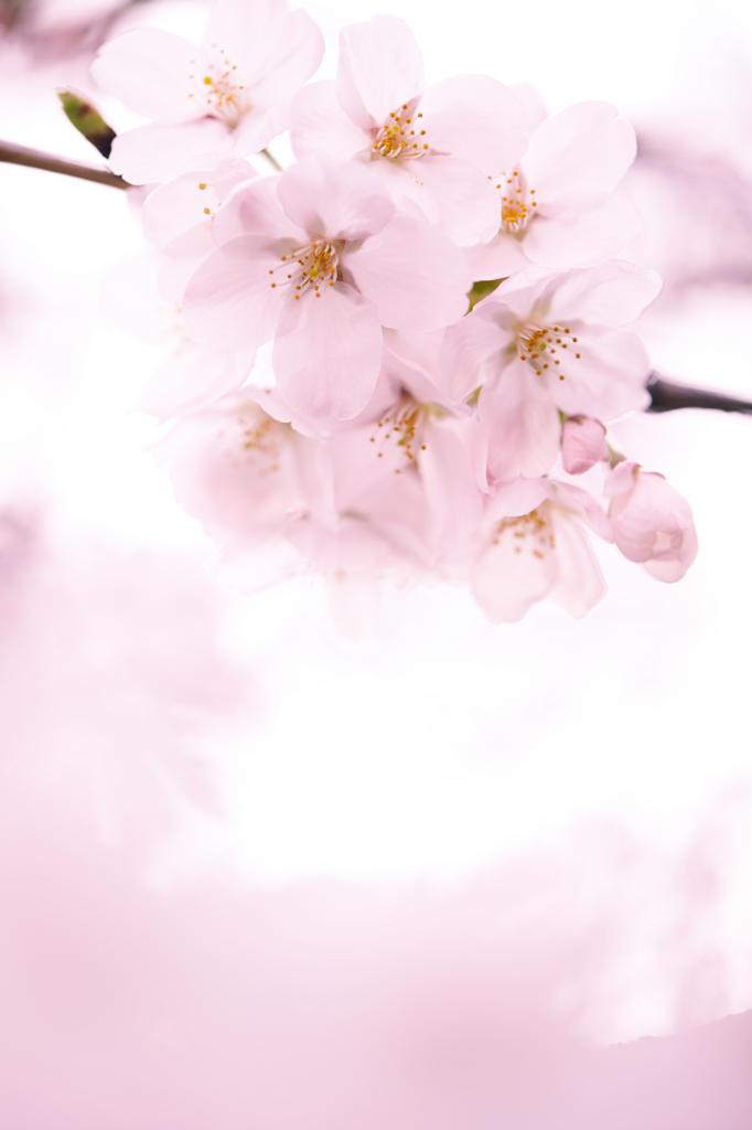 2014桜　第一弾その3