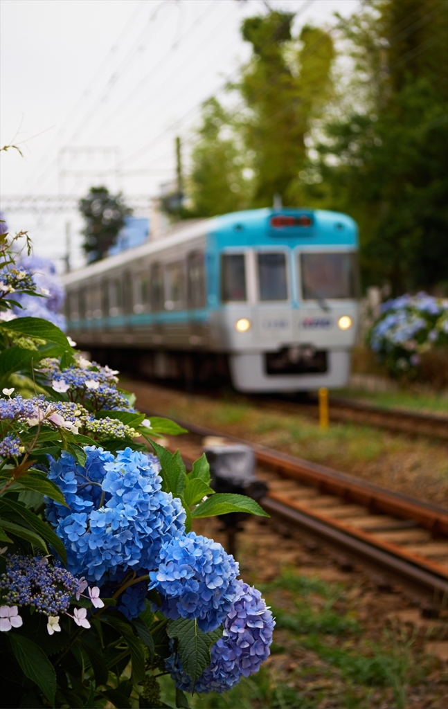 紫陽花電車