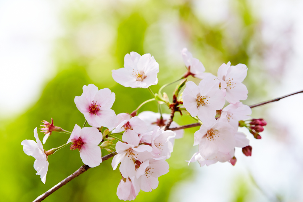 また来年も桜に出会えますように