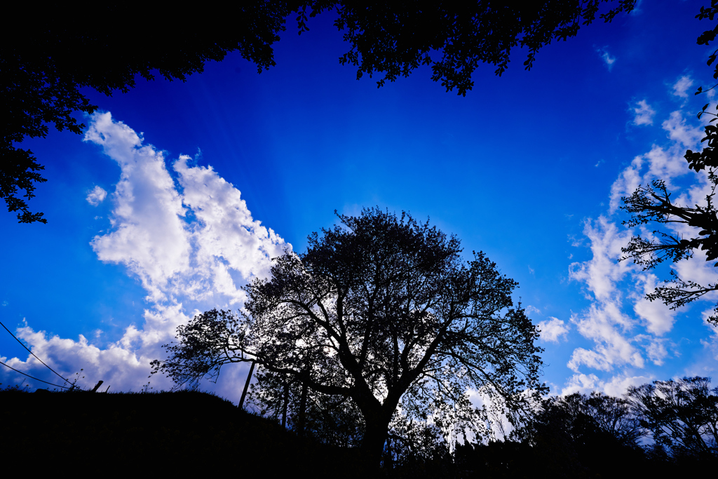 Tree in the center of the world