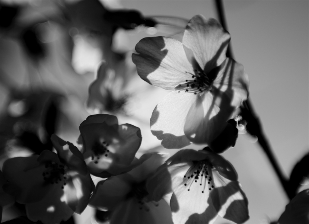 桜