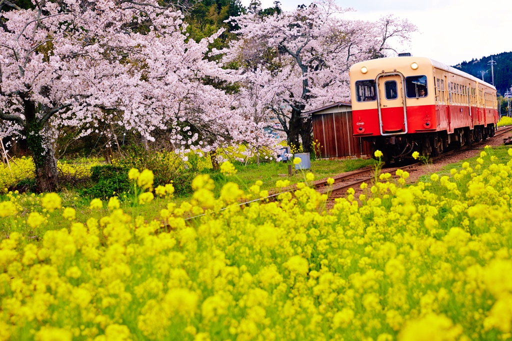 小湊鉄道2014春