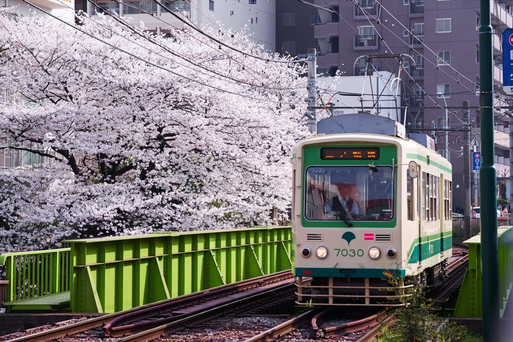 桜さきほこる
