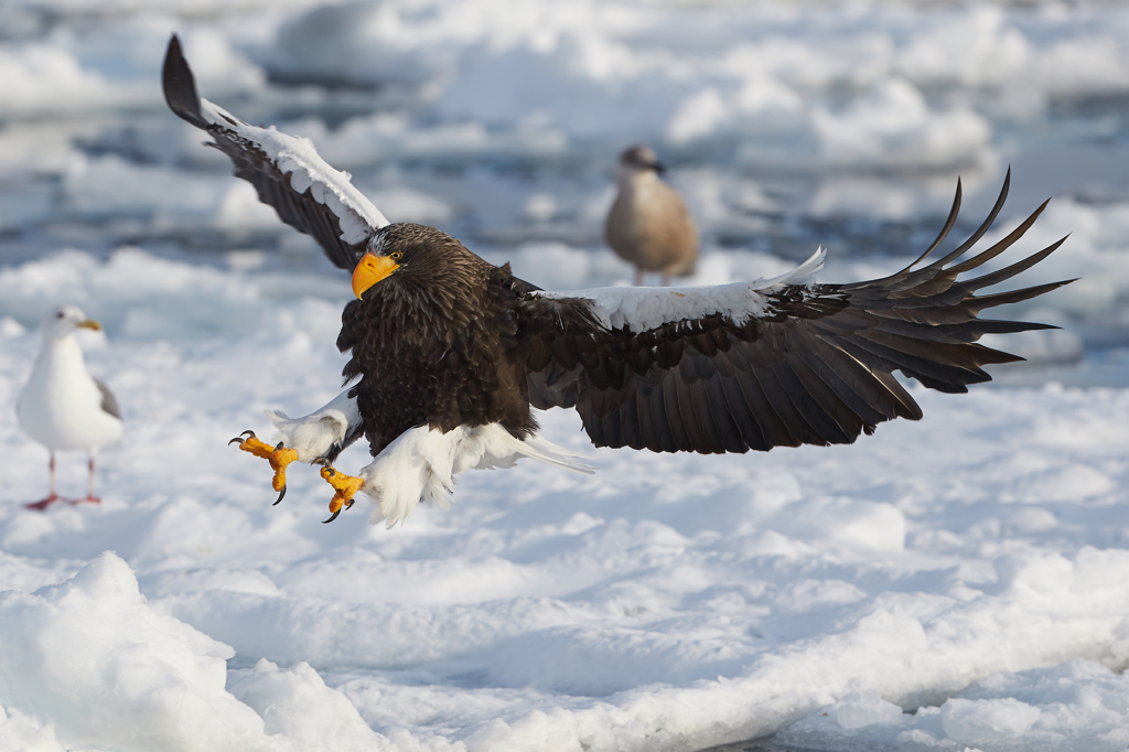 Landing Eagle