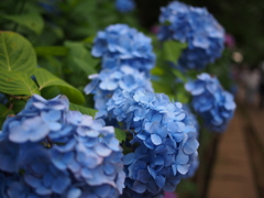 紫陽花寺その9