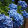 紫陽花寺その9