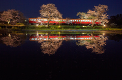 水鏡桜
