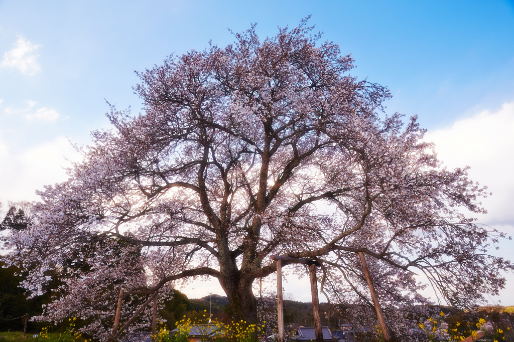 与一郎の桜