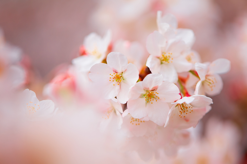 2014桜　第一弾その4