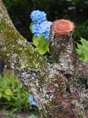 紫陽花寺その8