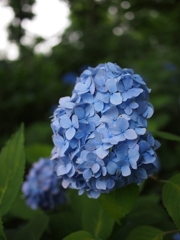 紫陽花寺その4