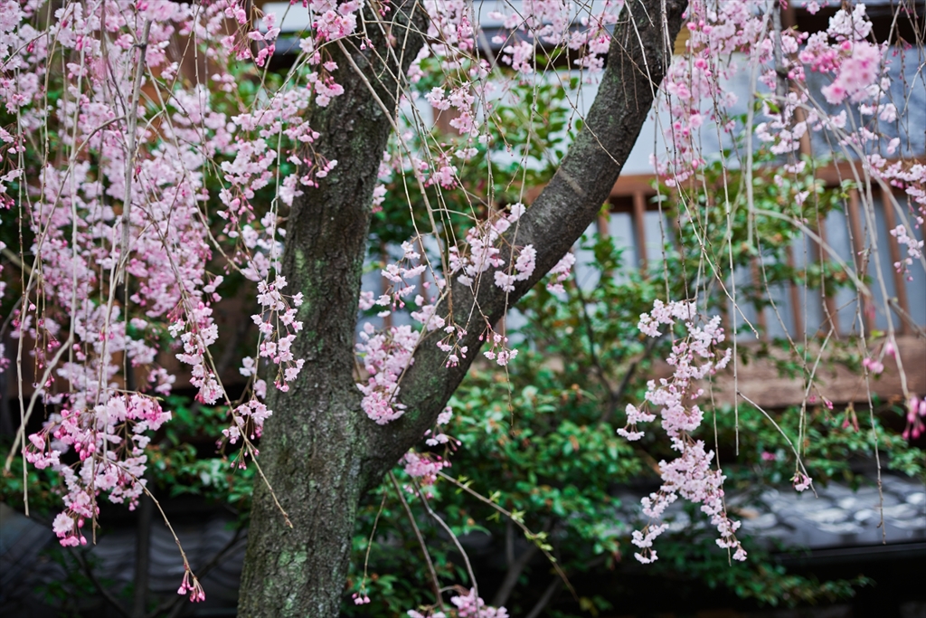 祇園の桜