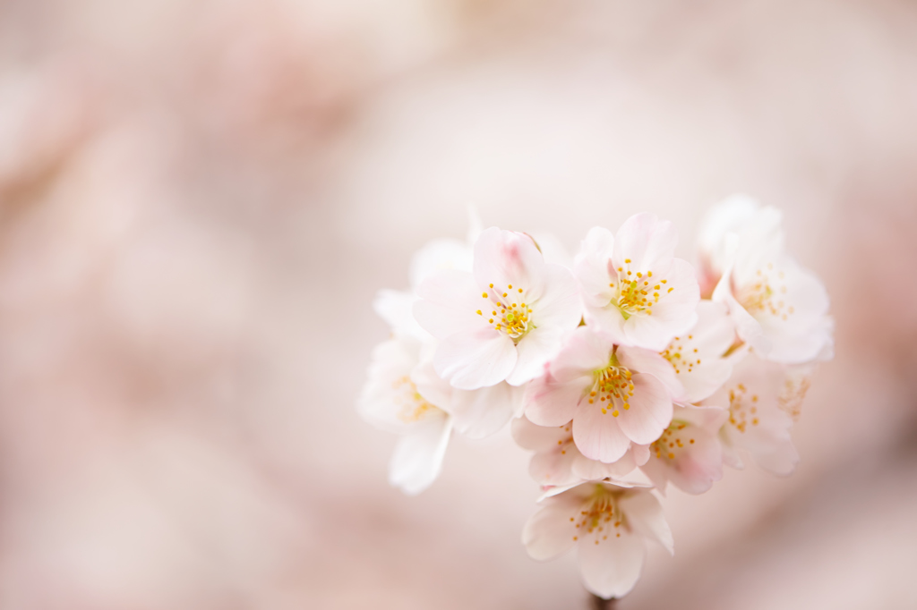 2014桜　第一弾その5