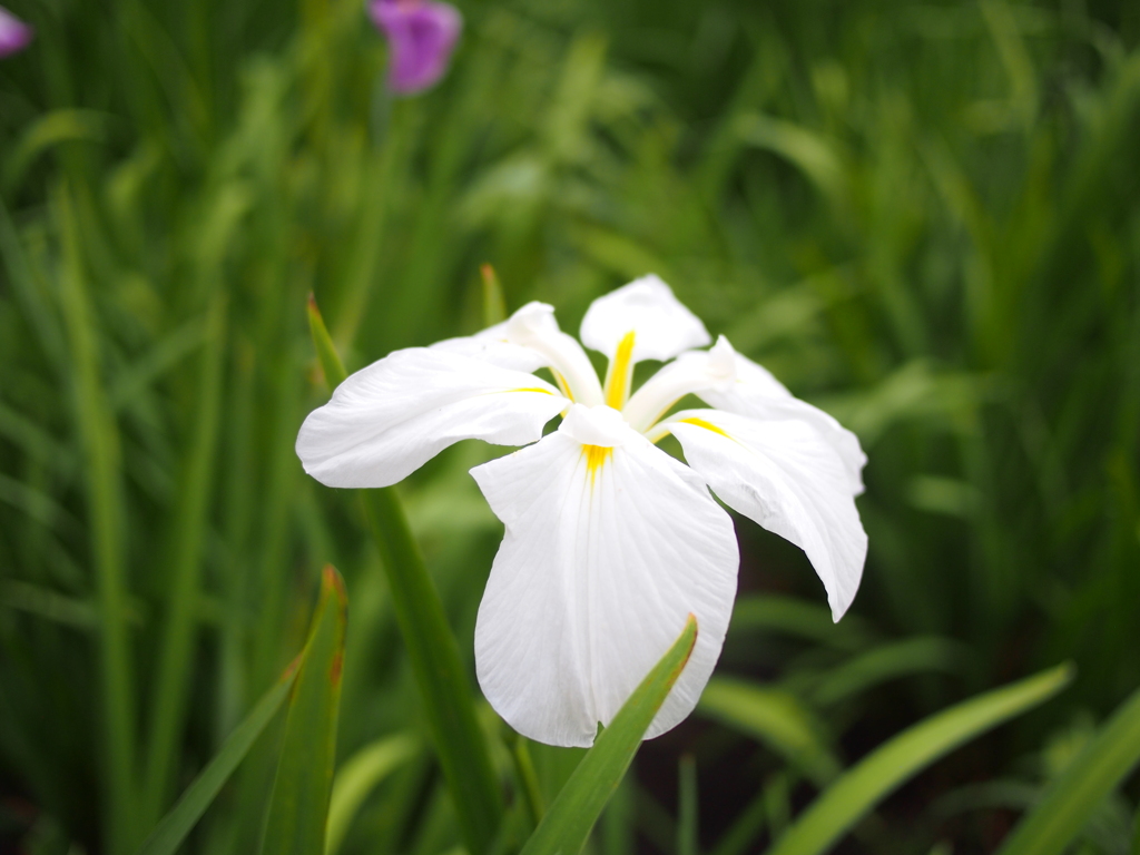 紫陽花寺その6