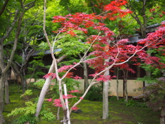 紫陽花寺その１