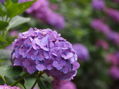 紫陽花寺その3