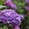 紫陽花寺その3