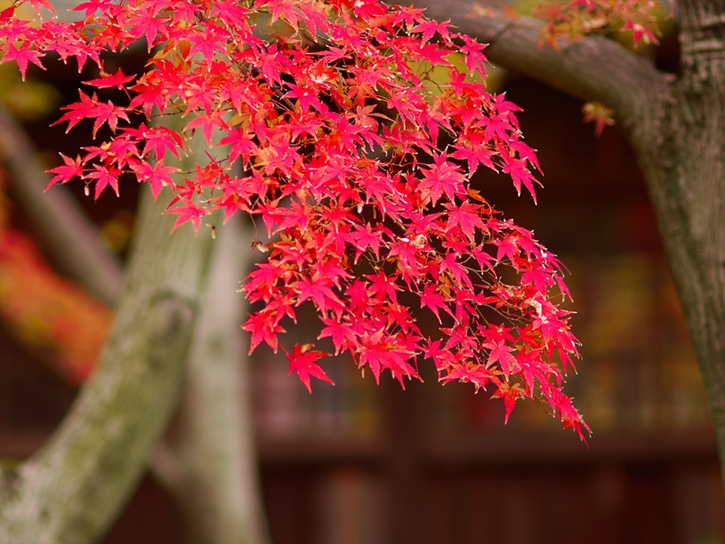 本土寺の紅葉１