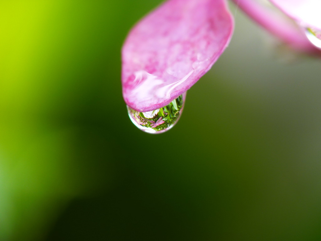 小さな花