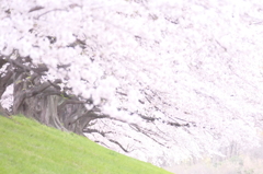 雪のように散る日