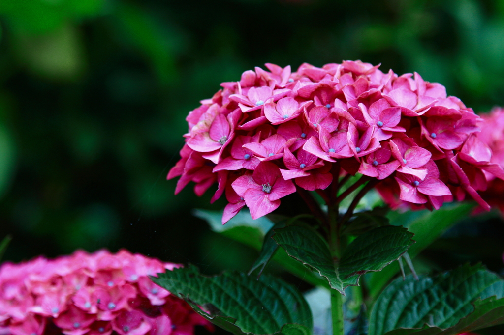 観音寺　粟井神社　
