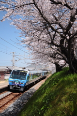 バイキンマンと桜