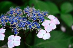 観音寺　粟井神社