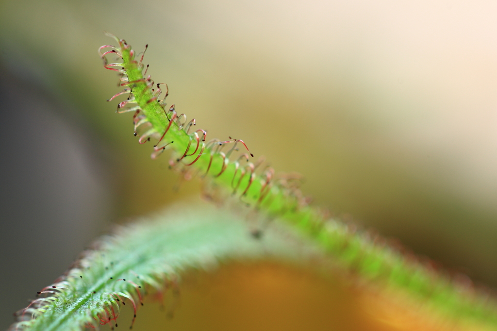 食虫植物