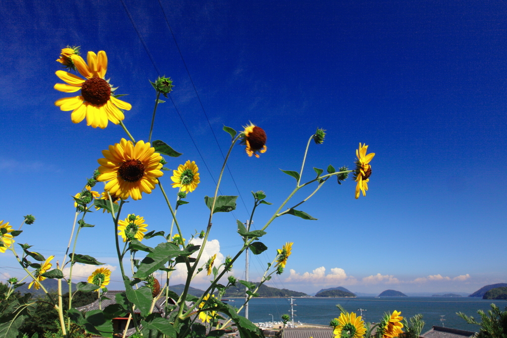 荘内の夏　リベンジ①