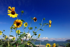 荘内の夏　リベンジ①