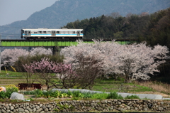 黒川駅の桜