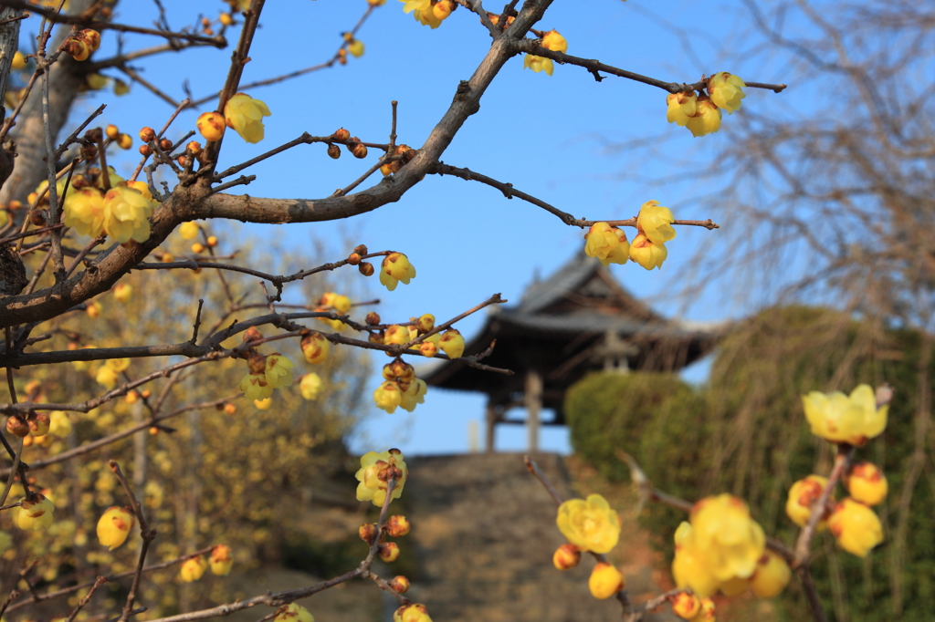 蝋梅の寺