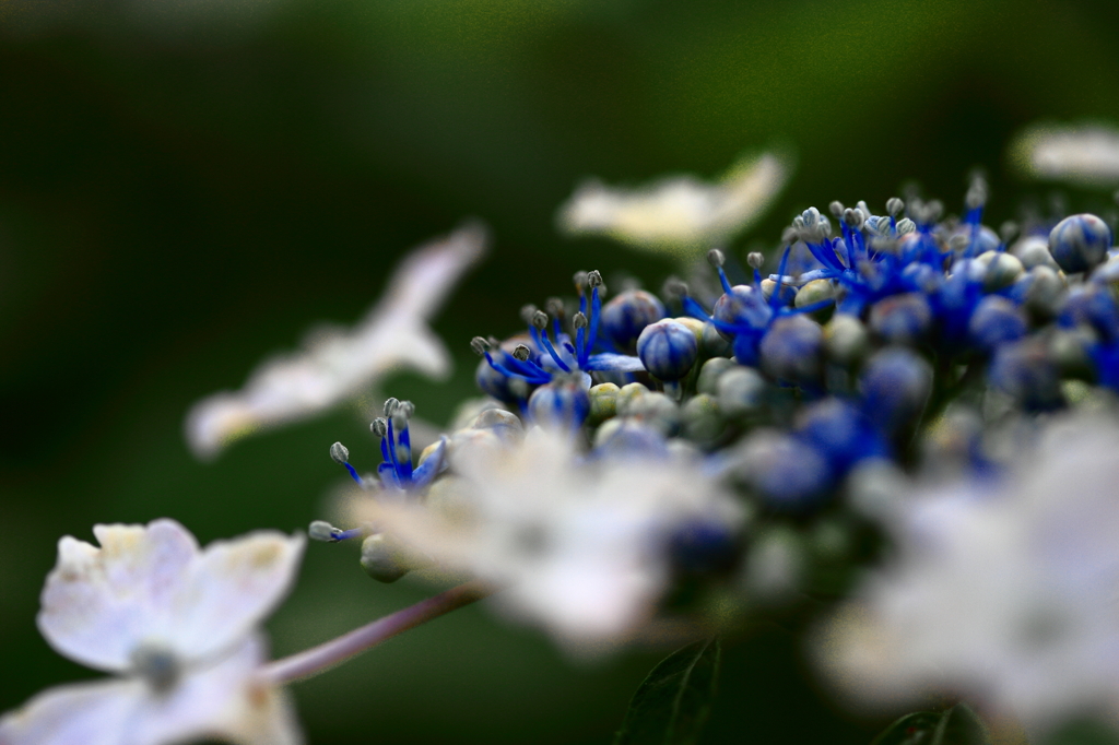 観音寺　粟井神社