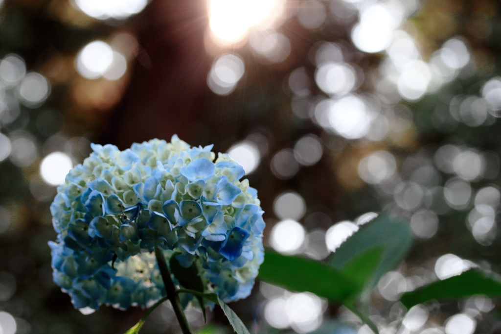 観音寺　粟井神社