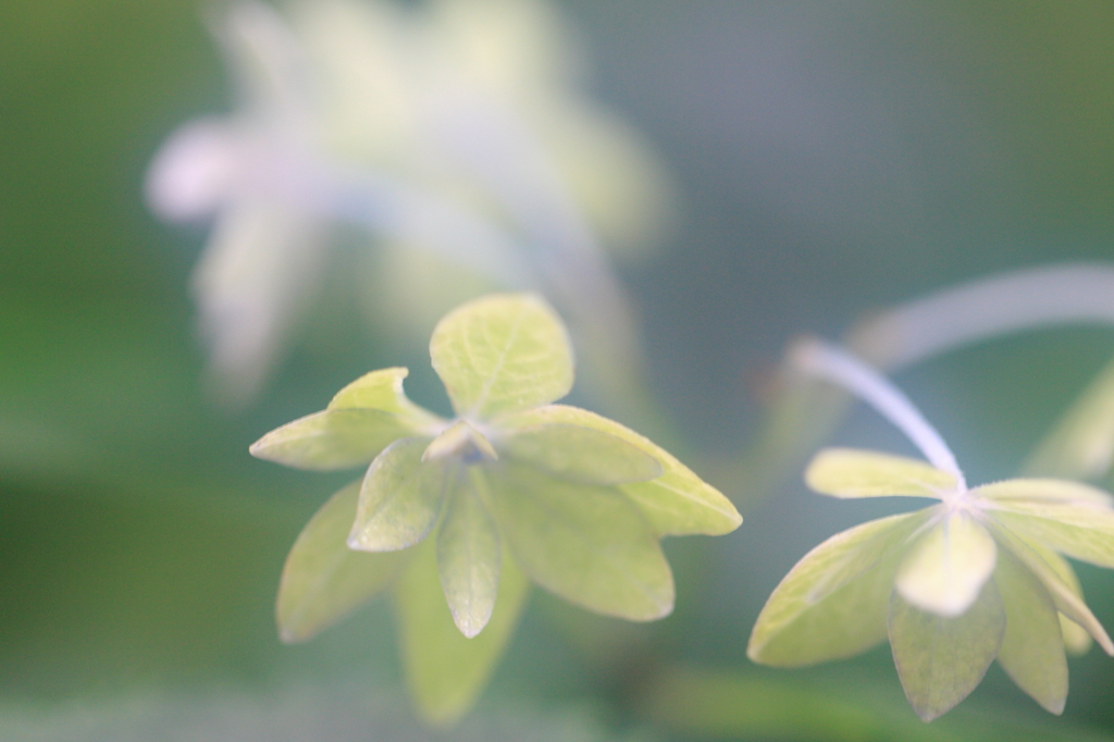 これも紫陽花？