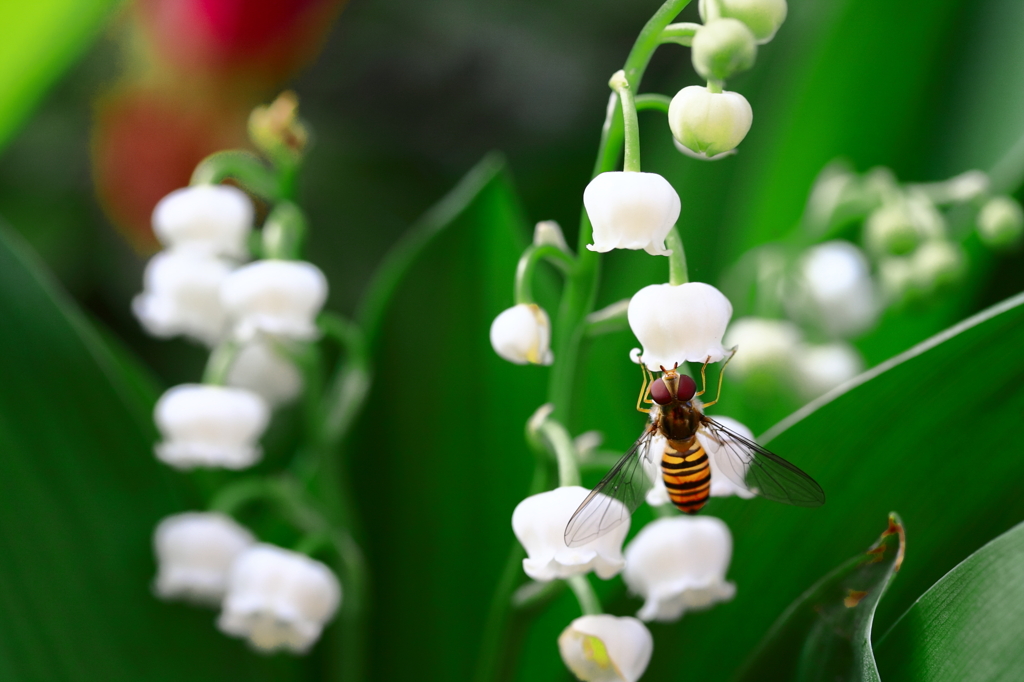 スズランとハナアブ