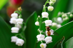 スズランとハナアブ