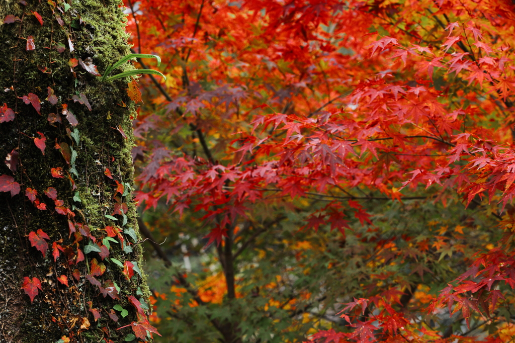 蔦紅葉